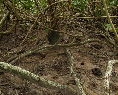 10 Área repleta de tocas do caranguejo guaiamum, na mata ciliar do Rio São João, Foto Eduardo Almeida
