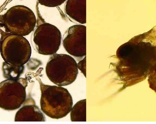 13 Ovos do guaiamum, à esquerda, e sua larva recém-eclodida, à direita. Imagens obtidas em aumento de 40x, Leica Microsystems. F