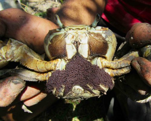 18 Guaiamum, fêmea ovígera de grande porte, toca no barranco do trecho retilinizado
