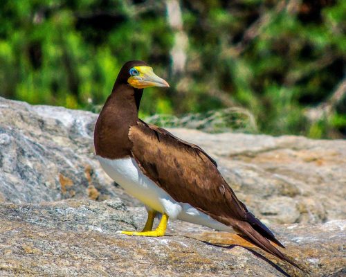 _2014.07.15 Saída Arquipélago Santana - DSCN4443 Luciano Fischer07