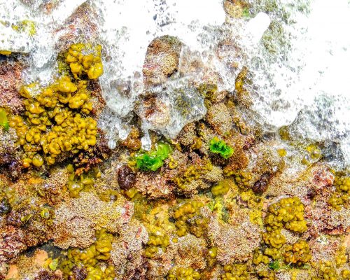 _2014.11.08 Mar do Norte Saída Campo Introdução à Biodiversidade nos Ecossistemas Marinhos DSCN0326 (Luciano Fischer)11-2