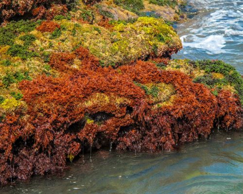 _2014.11.22 Saída Arquipélago Santana (Canon-G10) IMG_258611 (Luciano Fischer)