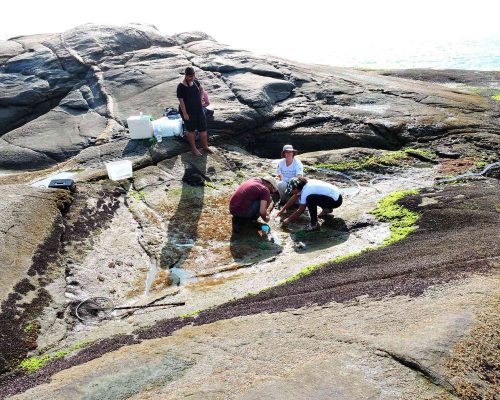 2016.05.07 Saída Poças Maré (Costões Rochosos) P.Baleia Rio das Ostras RJ DSCN9933 (Patricia Mancini)