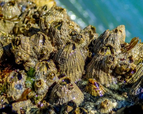 _2017.02.19 Passeio Costões Rochosos (A.Negras R.Ostras RJ) P2190043 (Luciano Fischer)