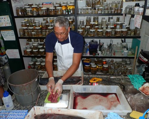 2017.03.09 Amostragem Projeto Bonito-listrado Niterói, RJ P3090361 (Luciano Fischer)