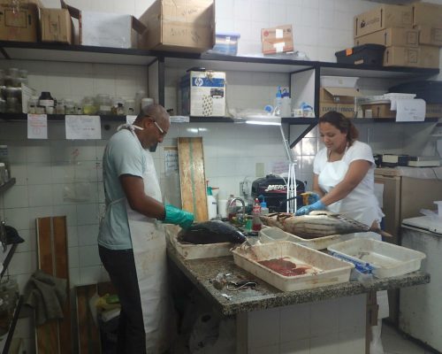 2017.05.09 Amostragem Projeto Bonito-listrado Niterói, RJ P5090644