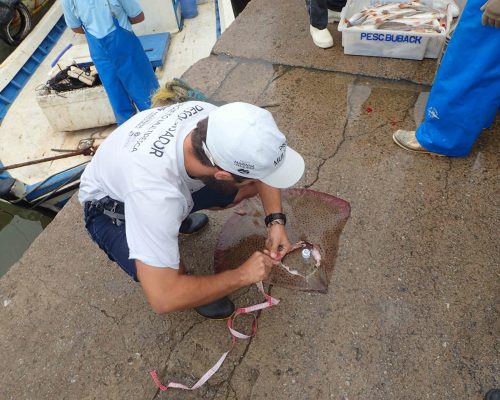 2017.08.24 Visita Monitoramento MULTIPESCA FUNBIO, NUPEM, Macaé, RJ P8240022 (Luciano Fischer)