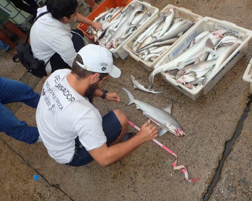 2017.08.24 Visita Monitoramento MULTIPESCA FUNBIO, NUPEM, Macaé, RJ P8240036 (Luciano Fischer)