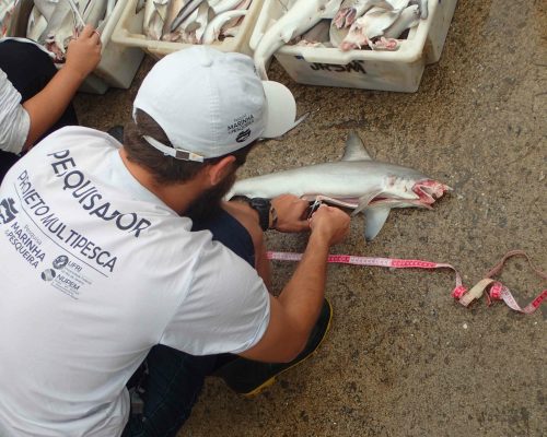 2017.08.24 Visita Monitoramento MULTIPESCA FUNBIO, NUPEM, Macaé, RJ P8240039 (Luciano Fischer)
