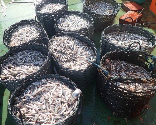 2018.03.23 Embarque Multisar (Olympus) P3230372 (Luciano Fischer) (Luciano Fischer)