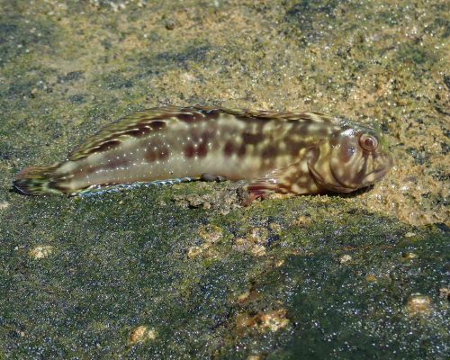 2018.09.23 Saída Projeto Costões Rochosos Arquipélago Santana Macaé RJ (Caracterização Estrutural) LGF30268 (Luciano Fischer)