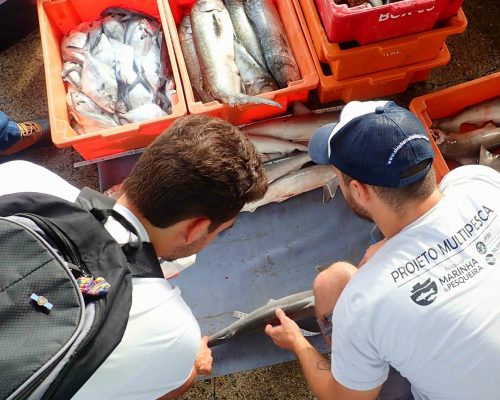 2022.05.12 Projeto Salvar Desembarque Mercado Peixes Macaé RJ LGF00642 (Luciano Fischer)