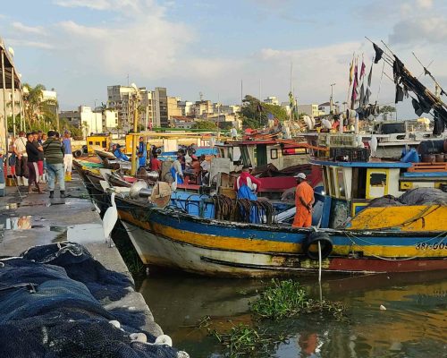 2022.05.17 Projeto Salvar Desembarque Mercado Peixes Macaé RJ IMG_20220517_065520 (Luciano Fischer)