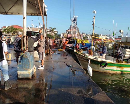 2022.06.20 Desembarque Mercado Peixes Macaé RJ 2022-06-20 07.40.17 (Luciano Fischer)