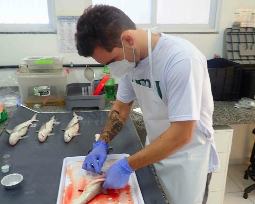 2022.06.20 Desembarque Mercado Peixes Macaé RJ LGF00010 (Luciano Fischer)