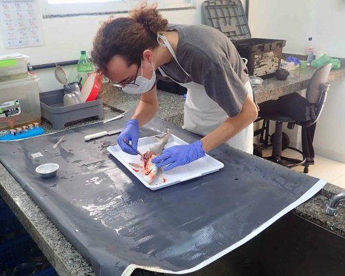 2022.06.20 Desembarque Mercado Peixes Macaé RJ LGF00012 (Luciano Fischer)