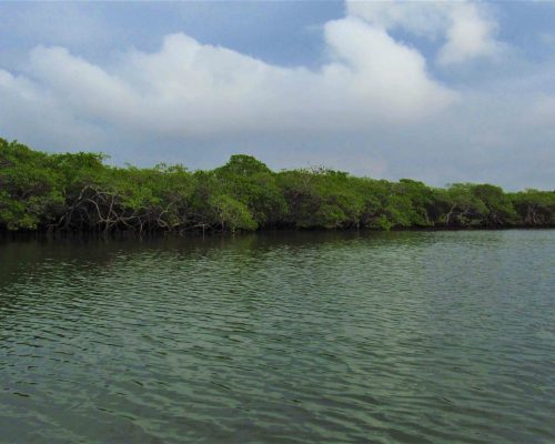 4. Manguezal perto da foz
