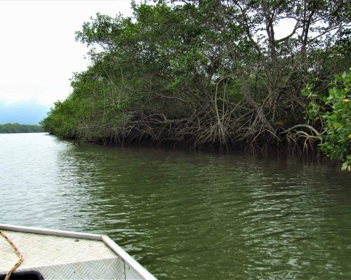 5. Manguezal, altura do centro hípico