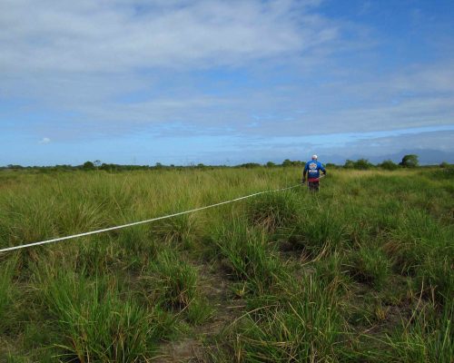 7 Colocação de transecto, técnica usada no estudo da população de guaiamuns, área amostral à beira do São João, Foto Yohanny Mel