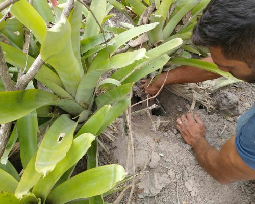 8 Contagem, classificação e medição do diâmetro de boca de toca de caranguejos guaiamuns ao longo do Rio São João, Foto Eduardo