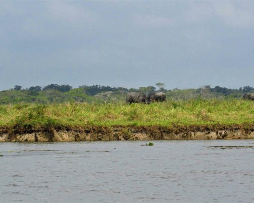 8. Pastagens de búfalos