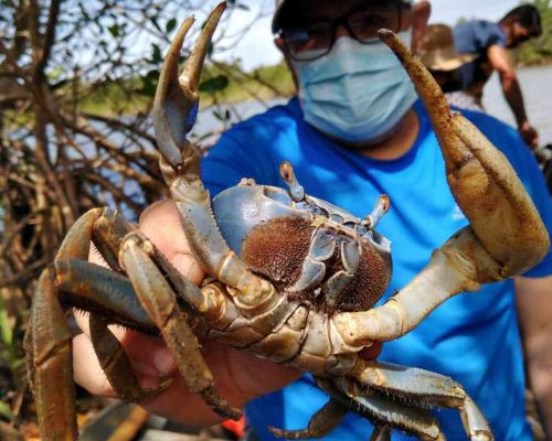 9 Exemplar macho de guaiamum, capturado durante as análises, Foto Victor Carvalho