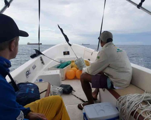 Busca ativa de tubarões martelo para marcação com transmissores - próximo a Baía de Sepetiba. Foto de Leonardo Flach