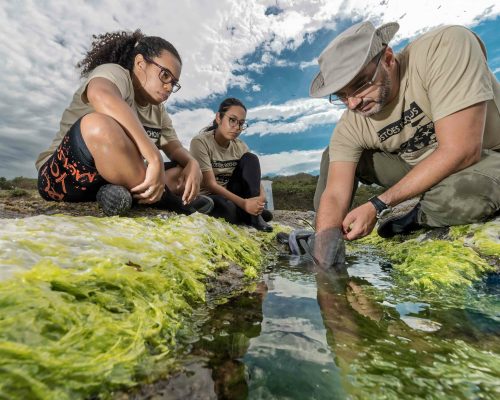 CR.AN.2017.11.05 Saída P.Costões Rochosos (A.Negras R.Ostras RJ) Rogério Peccioli-15