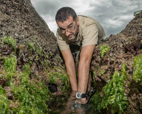 CR.AN.2017.11.05 Saída P.Costões Rochosos (A.Negras R.Ostras RJ) Rogério Peccioli-41