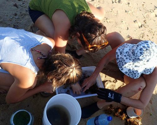 CR.AN.2019.01.18.EX Saída P.Costões Rochosos (A.Negras R.Ostras RJ) Coleta Museu Nacional P1180038 (Thayná Sarinho)