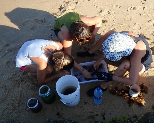 CR.AN.2019.01.18.EX Saída P.Costões Rochosos (A.Negras R.Ostras RJ) Coleta Museu Nacional P1180041 (Thayná Sarinho)