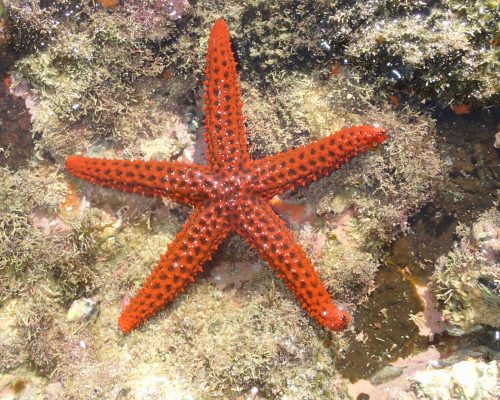 _CR.AS.2017.06.25 Saída P.Costões Rochosos (Arq.Santana Macaé RJ) P6250039 (Thayná Sarinho)