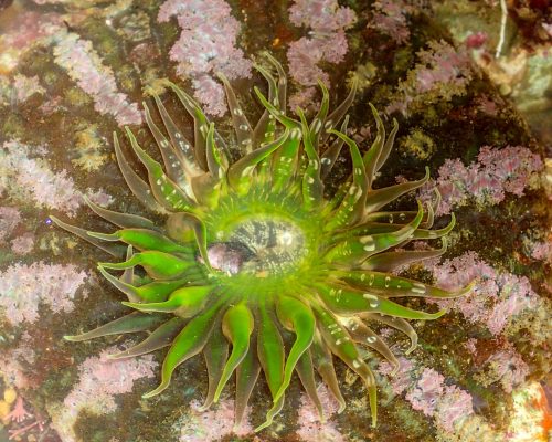 _CR.B2.2017.05.28.EX Saída P.Costões Rochosos (P.Rasa Búzios RJ) P5280590 (Luciano Fischer)A