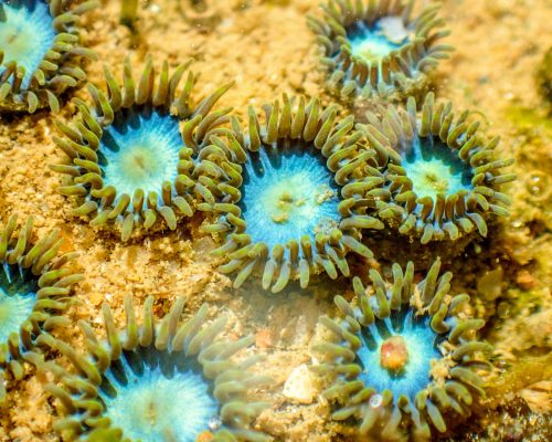 _CR.B2.2017.11.04 Saída P.Costões Rochosos BlackOlympus (P.Rasa Búzios RJ) PB040320 (Luciano Fischer)