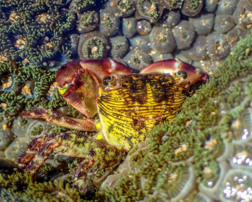 _CR.BU.2017.06.27 Saída P.Costões Rochosos (P.Rasa Búzios RJ) Plâncton P5270115 (Luciano Fischer)