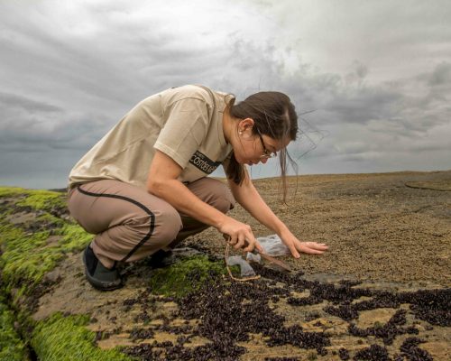 CR.CA.2017.11.02 Saída P.Costões Rochosos (Cavaleiros Macaé RJ) Rogerio Peccioli-9