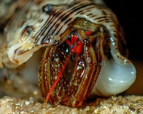 _CR.IT.2017.11.18.EX Saída P.Costões Rochosos (Mar Norte Itapebussus R.Ostras RJ)) PB180370 (Luciano Fischer)A