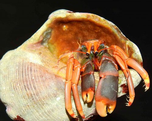 _CR.RE.2016.07.05.P3 Saída Poças Maré (Costões Rochosos) P.Baleia R.Ostras RJ DSCN9609 (Luciano Fischer)A