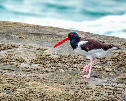 _CR.RE.2016.09.17 Saída Poças Maré (Costões Rochosos) P.Baleia R.Ostras RJ DSCN9889 (Luciano Fischer)