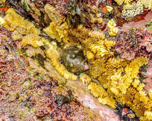 _CR.RE.2016.09.17 Saída Poças Maré (Costões Rochosos) P.Baleia R.Ostras RJ DSCN9904 (Luciano Fischer)