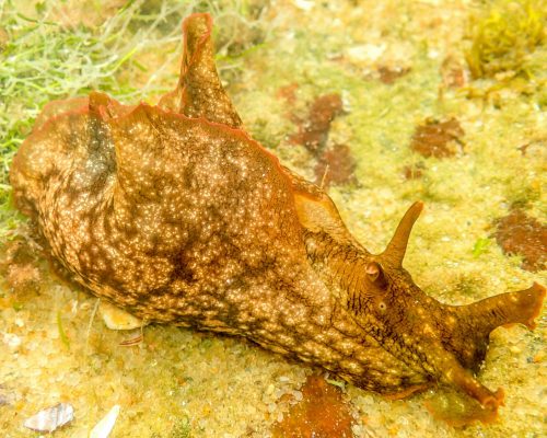 _CR.RE.2017.02.26 Saída Poças Maré (Costões Rochosos) P.Baleia R.Ostras RJ P2260007 (Luciano Fischer)