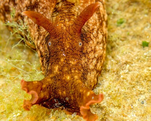 _CR.RE.2017.02.26 Saída Poças Maré (Costões Rochosos) P.Baleia Rio das Ostras RJ P2260025 (Luciano Fischer)