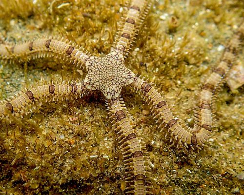 _CR.RE.2017.02.26 Saída Poças Maré (Costões Rochosos) P.Baleia Rio das Ostras RJ P2260202 (Luciano Fischer).A.1500