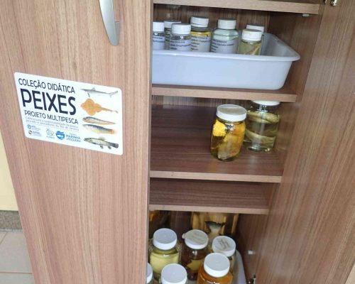 Coleção Didática Peixes Projeto Multipesca