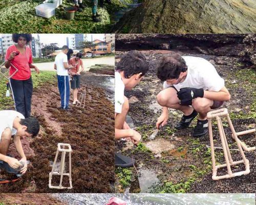 _ Coleta trimestral macroalgas e invertebrados.v2