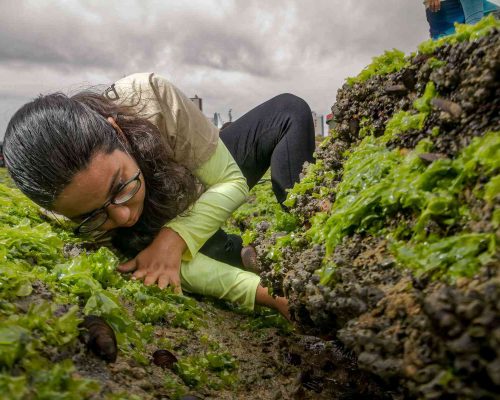 Costões Rochosos - Macaé - Foto - Rogerio Peccioli-36