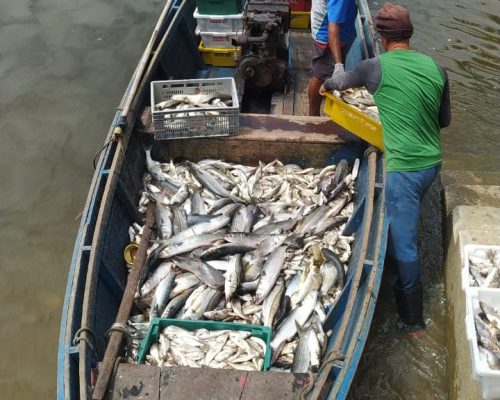 Desembarque de currais em Piedade_Crédito da imagem - Thaís Maciel