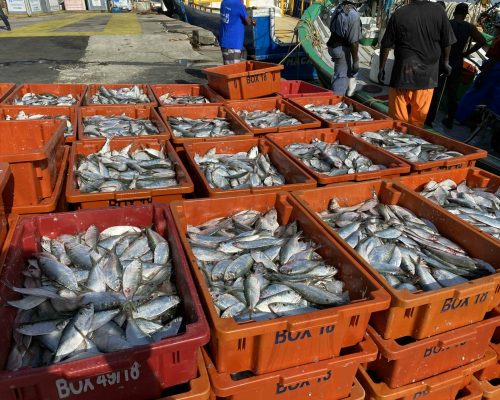 Desembarque sardinha-laje - Macaé (Projeto Enfoque ecotrófico)