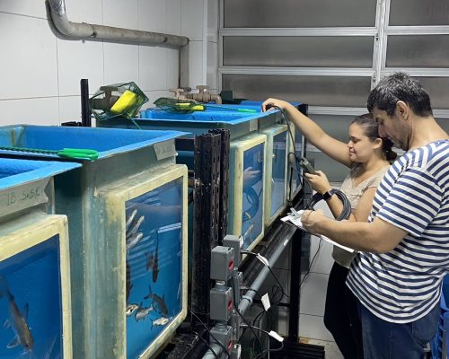 Exeprimento com Genidens genidens no AquaRio_Crédito da imagem - Thaís Maciel