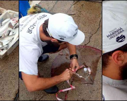 Figura A1.3 Prancha 2º Relatório Semestral Multipesca